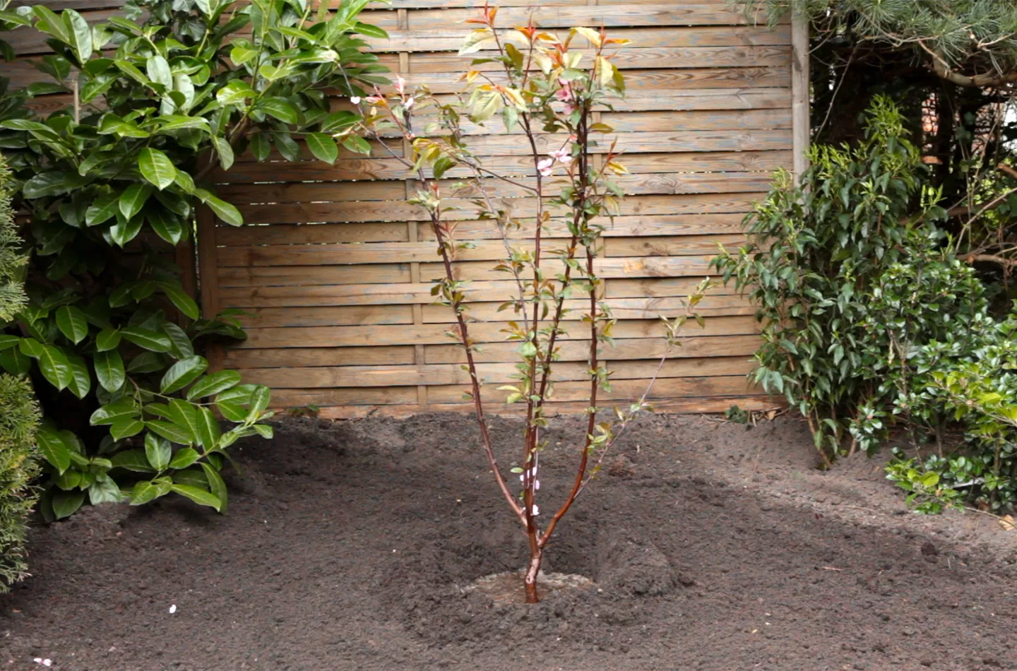 Rotblättriger Zierpfirsich - Einpflanzen im Garten