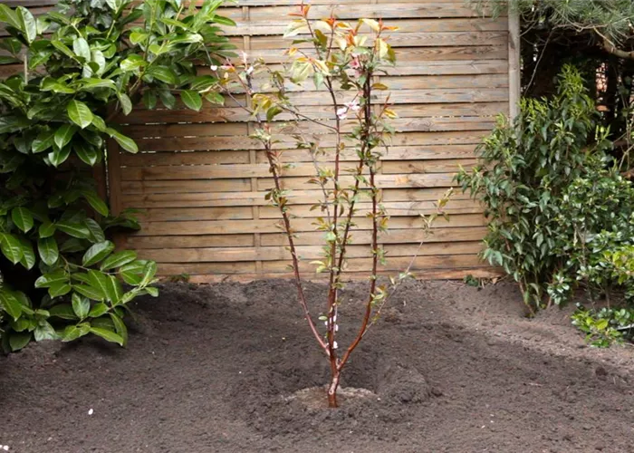 Rotblättriger Zierpfirsich - Einpflanzen im Garten