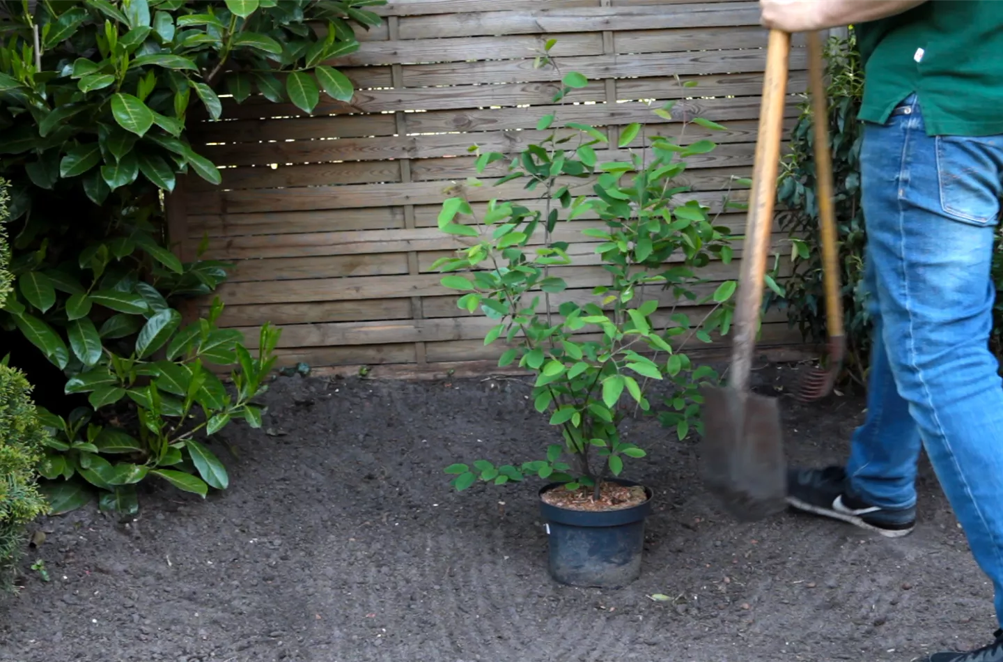 Felsenbirne - Einpflanzen im Garten