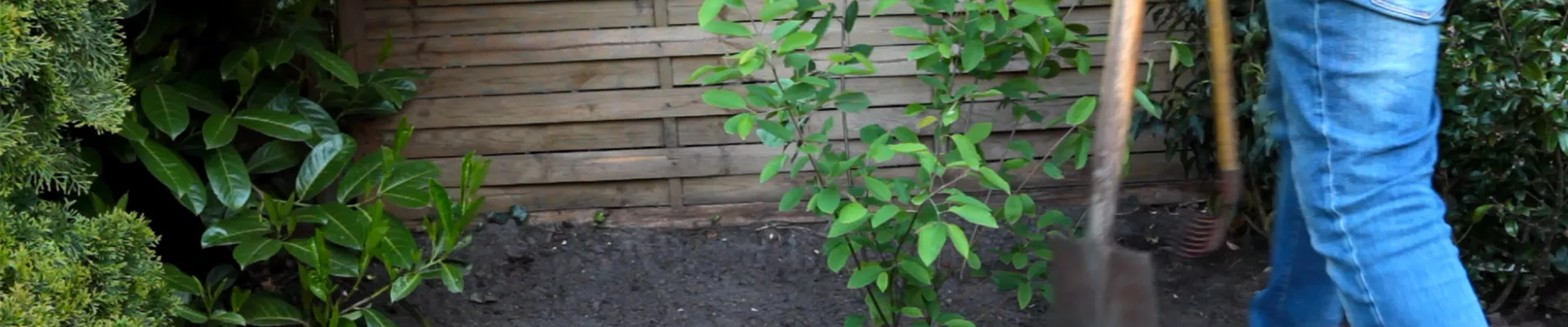 Felsenbirne - Einpflanzen im Garten (thumbnail)