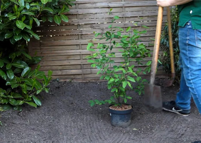 Felsenbirne - Einpflanzen im Garten