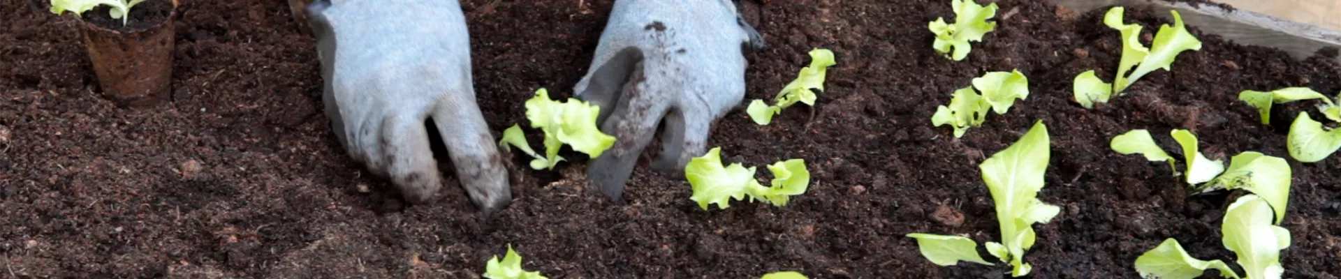 Schnittsalat - Einpflanzen im Hochbeet (thumbnail)