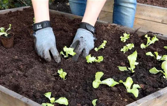 Schnittsalat - Einpflanzen im Hochbeet