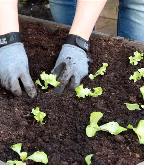 Schnittsalat - Einpflanzen im Hochbeet