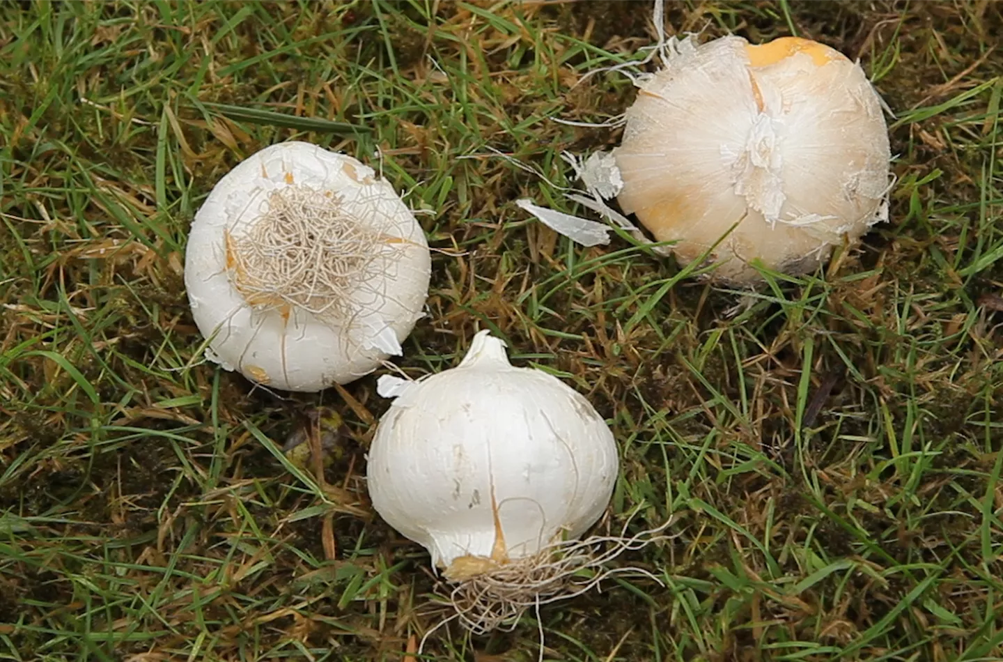 Zierlauch - Blumenzwiebeln einpflanzen