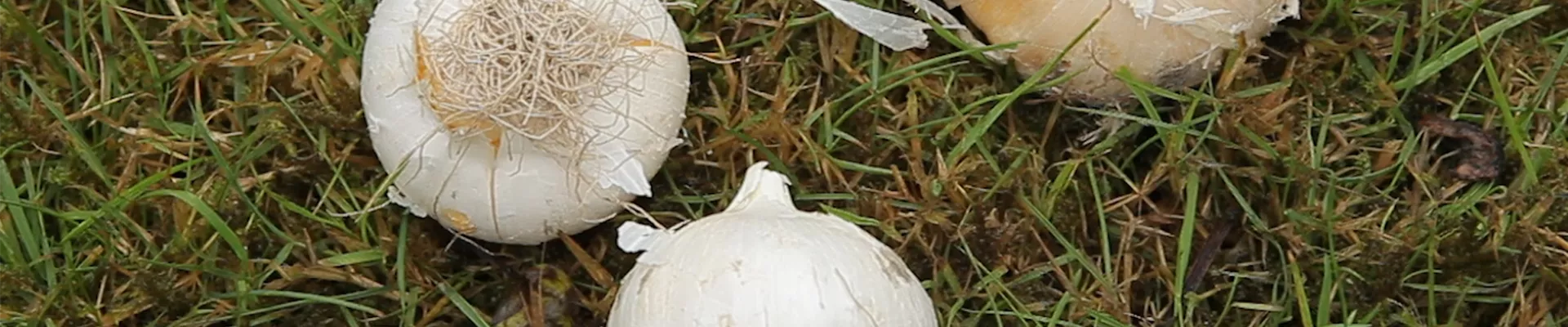 Zierlauch - Blumenzwiebeln einpflanzen (thumbnail)2