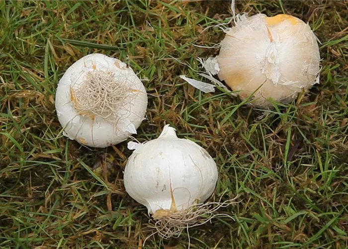 Zierlauch - Blumenzwiebeln einpflanzen