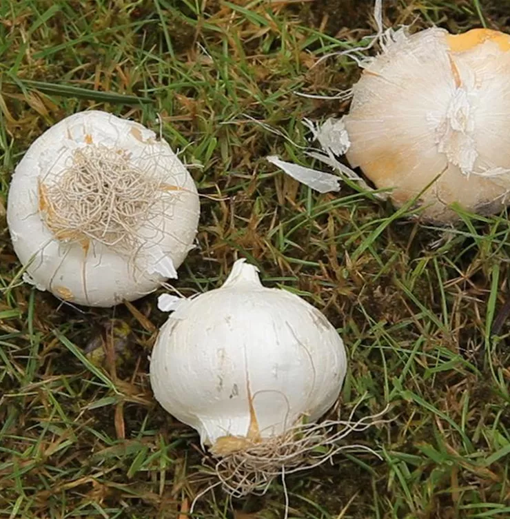 Zierlauch - Blumenzwiebeln einpflanzen