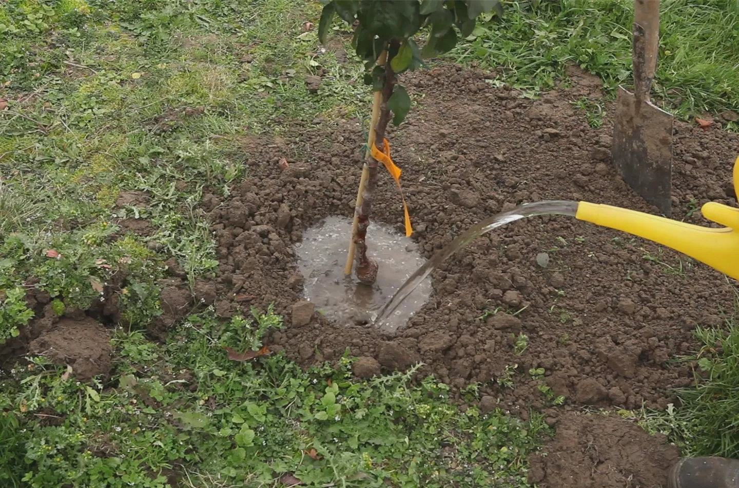 Zwergapfelbaum - Einpflanzen im Garten