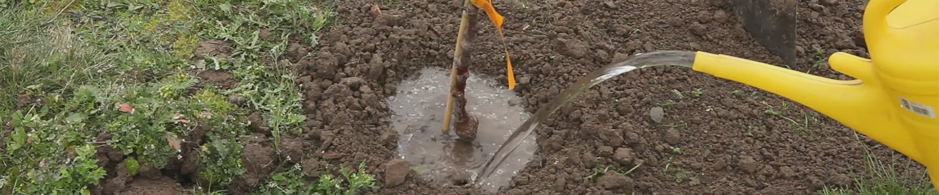 Zwergapfelbaum - Einpflanzen im Garten (thumbnail).jpg