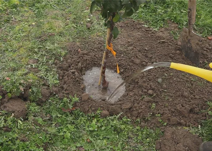 Zwergapfelbaum - Einpflanzen im Garten