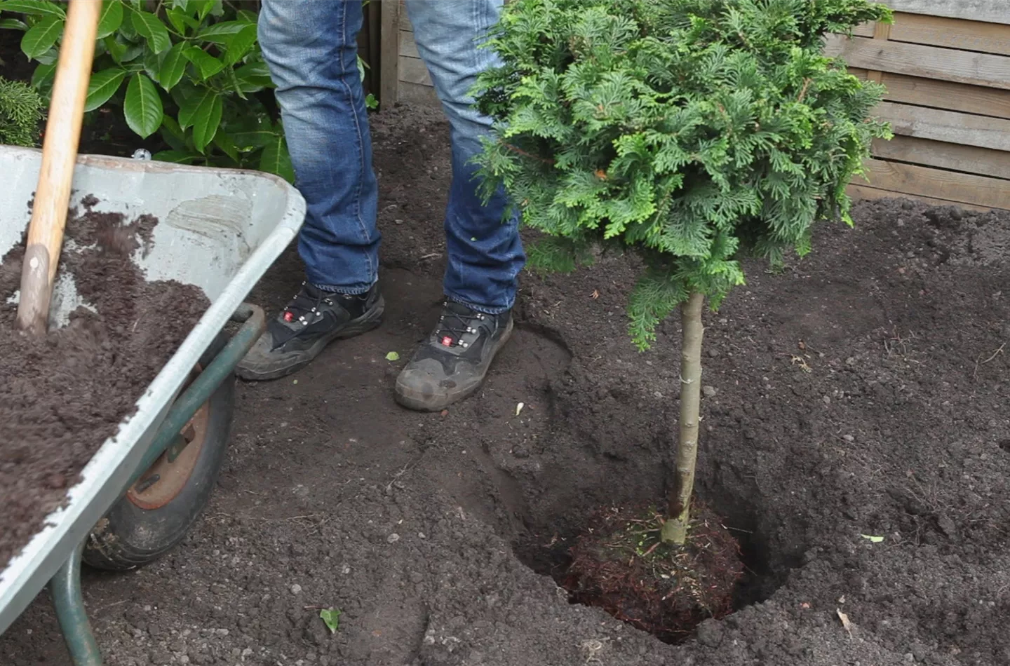 Zwerg-Muschelzypresse - Einpflanzen im Garten