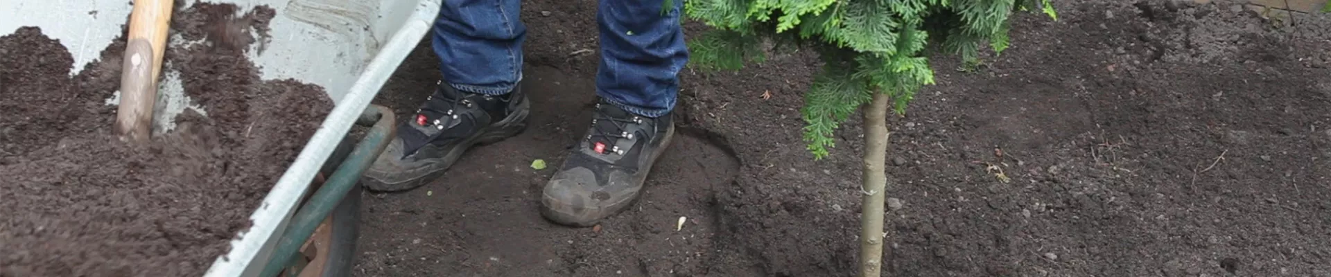 Zwerg-Muschelzypresse - Einpflanzen im Garten (thumbnail).jpg