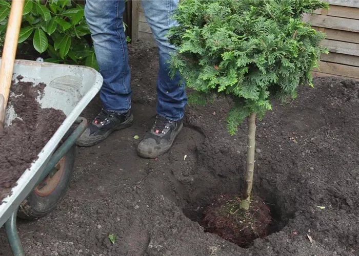 Zwerg-Muschelzypresse - Einpflanzen im Garten