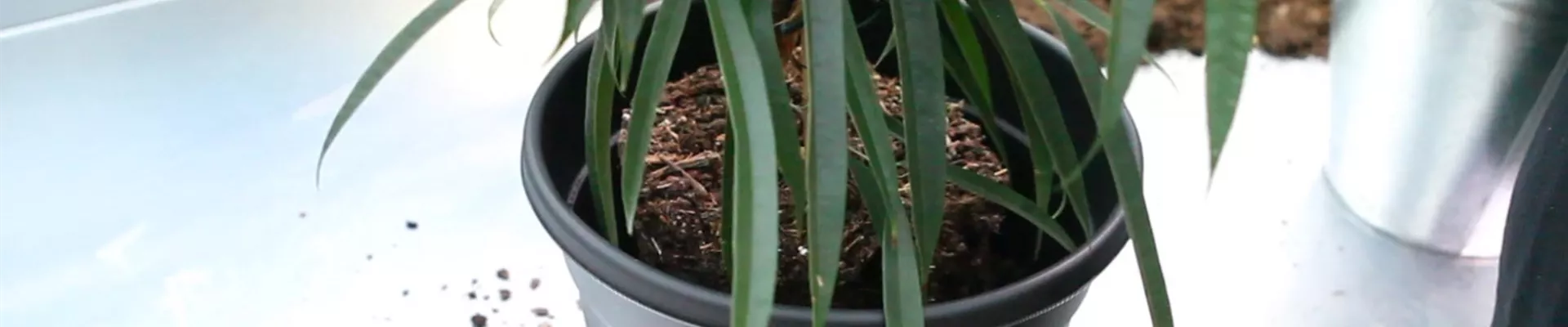 Langblättrige Feige - Einpflanzen in ein Gefäss (thumbnail)