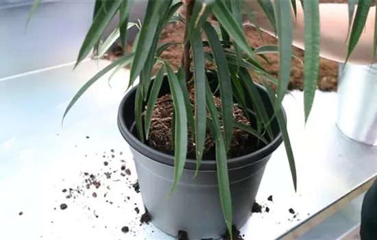 Langblättrige Feige - Einpflanzen in ein Gefäss