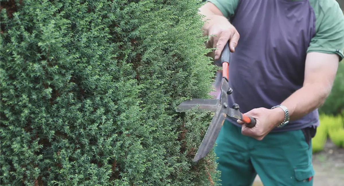 Wacholder schneiden: 8 Tipps (mit Video)