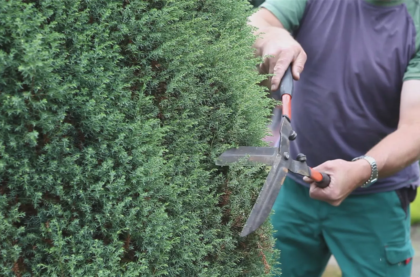 Wacholder - Zurückschneiden