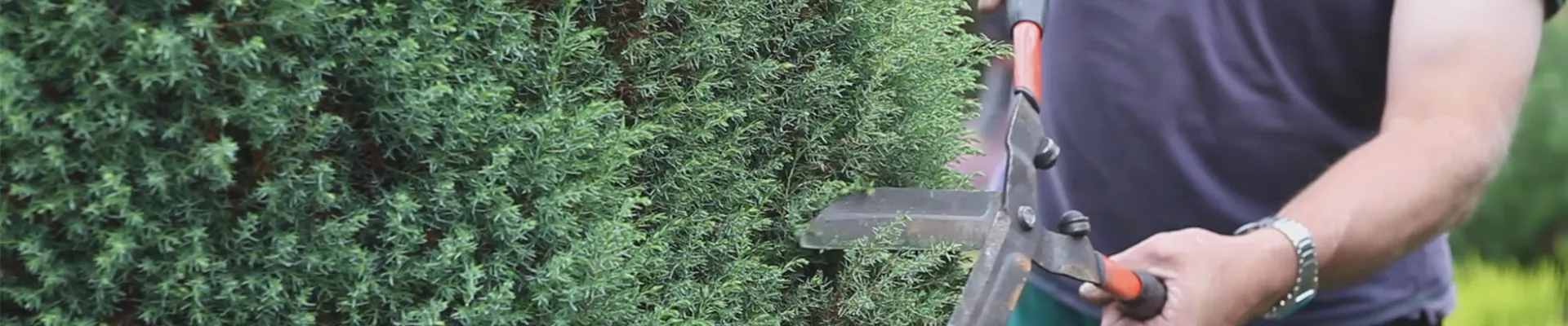 Wacholder - Zurückschneiden (thumbnail)