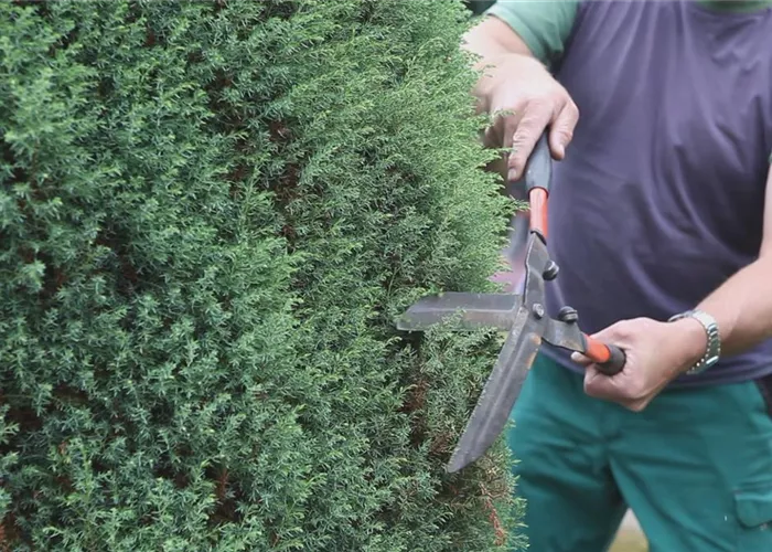 Wacholder - Zurückschneiden