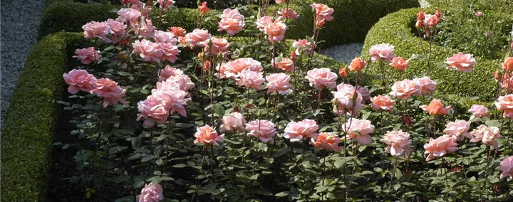 Edelrose, rosa