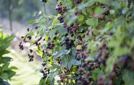 Essbare Kletterpflanzen: 13 Ideen für Garten & Balkon Essbare Kletterpflanzen: 13 Ideen für Garten & Balkon