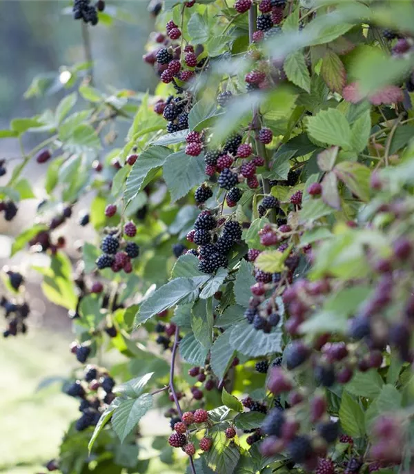 Essbare Kletterpflanzen: 13 Ideen für Garten & Balkon