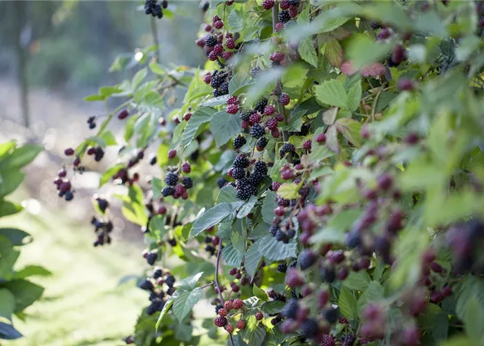 Essbare Kletterpflanzen: 13 Ideen für Garten & Balkon Essbare Kletterpflanzen: 13 Ideen für Garten & Balkon