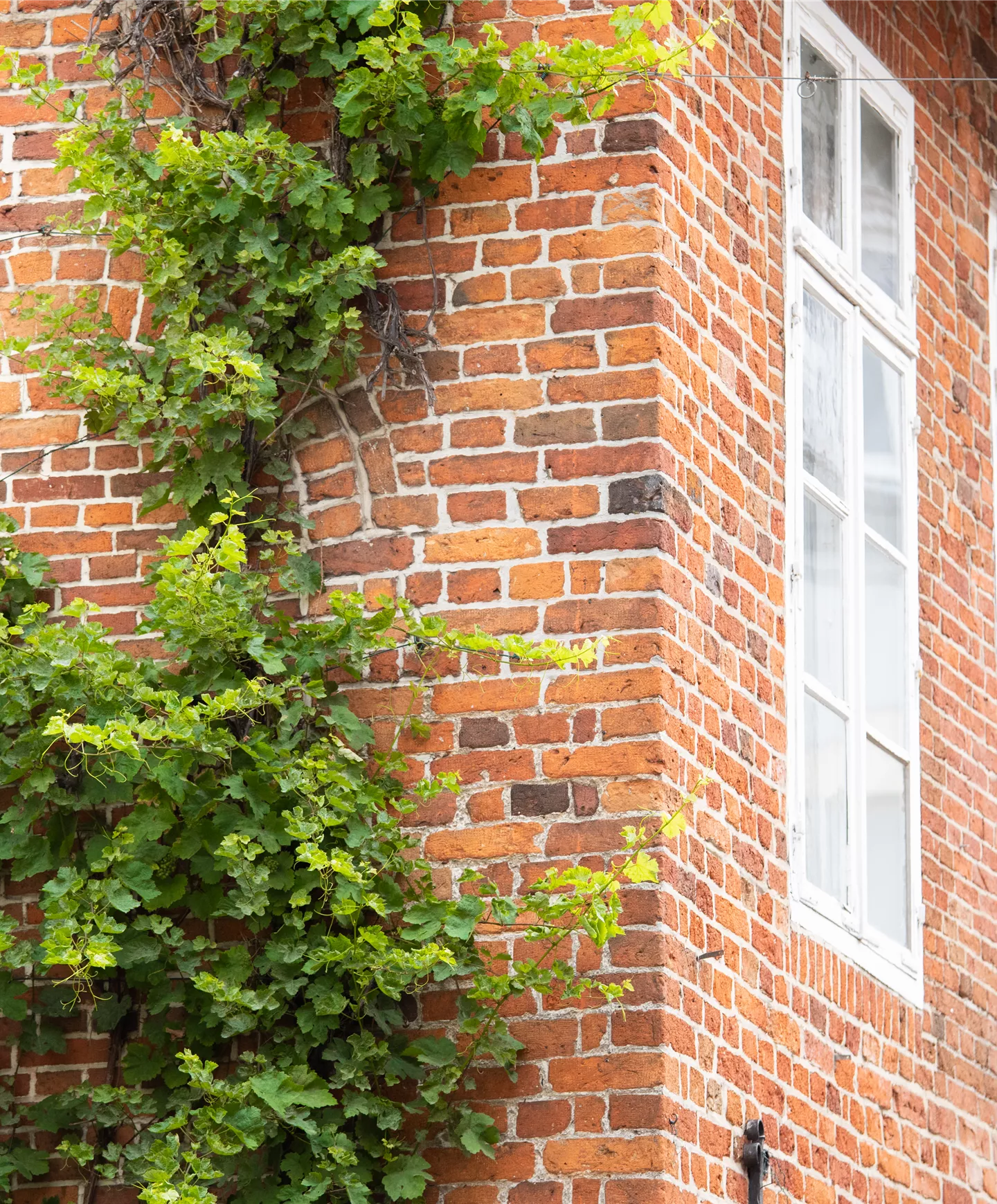 Kletterpflanzen Kletterpflanzen