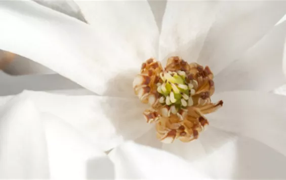 Lösungen_Exklusiver_Garten_Header.jpg
