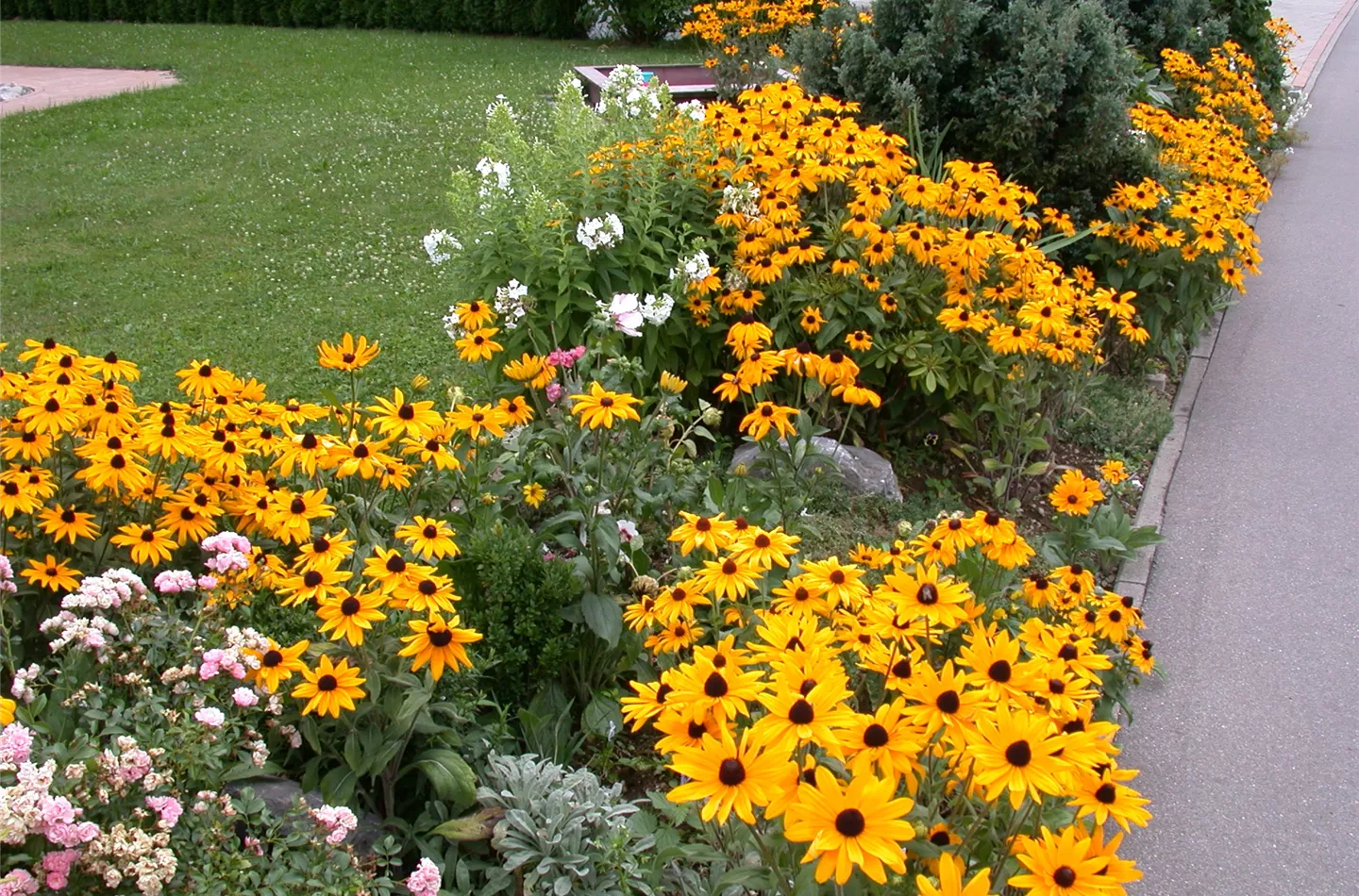 Stauden vermehren: 3 Methoden