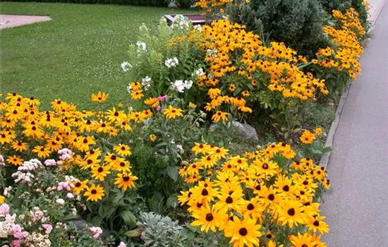 Stauden vermehren: 3 Methoden Stauden vermehren: 3 Methoden