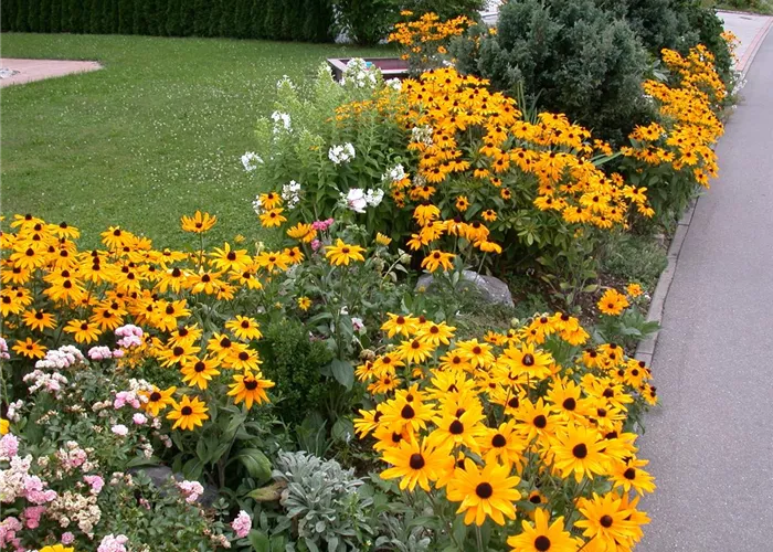 Stauden vermehren: 3 Methoden