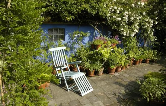 Schlingpflanzen benötigen eine Hilfe auf dem Weg nach oben 