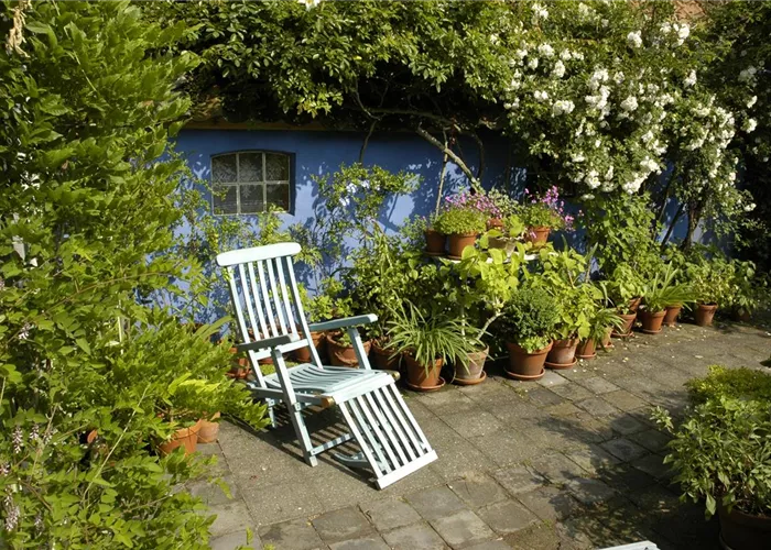 Schlingpflanzen benötigen eine Hilfe auf dem Weg nach oben 