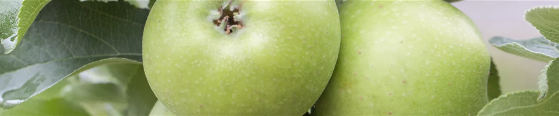 Lösungen_Nutzgarten_Header.jpg Lösungen_Nutzgarten_Header.jpg