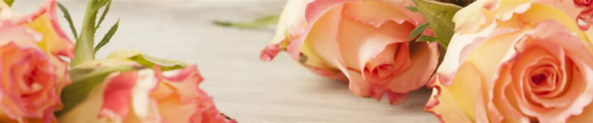 Lösungen_Anlass_Header.jpg Lösungen_Anlass_Header.jpg