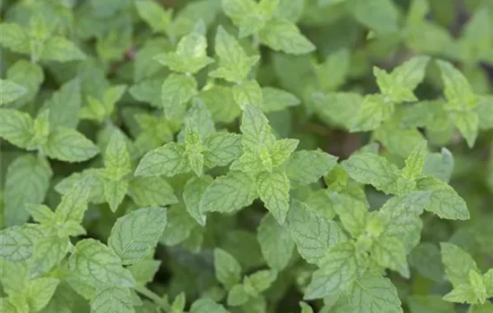 Mentha piperita 'Multimentha'