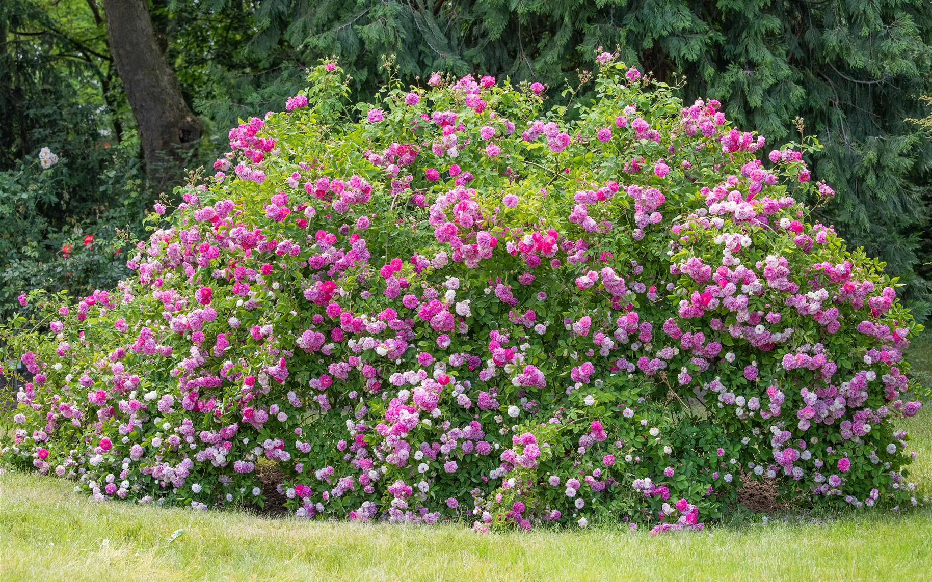 Wildrose
