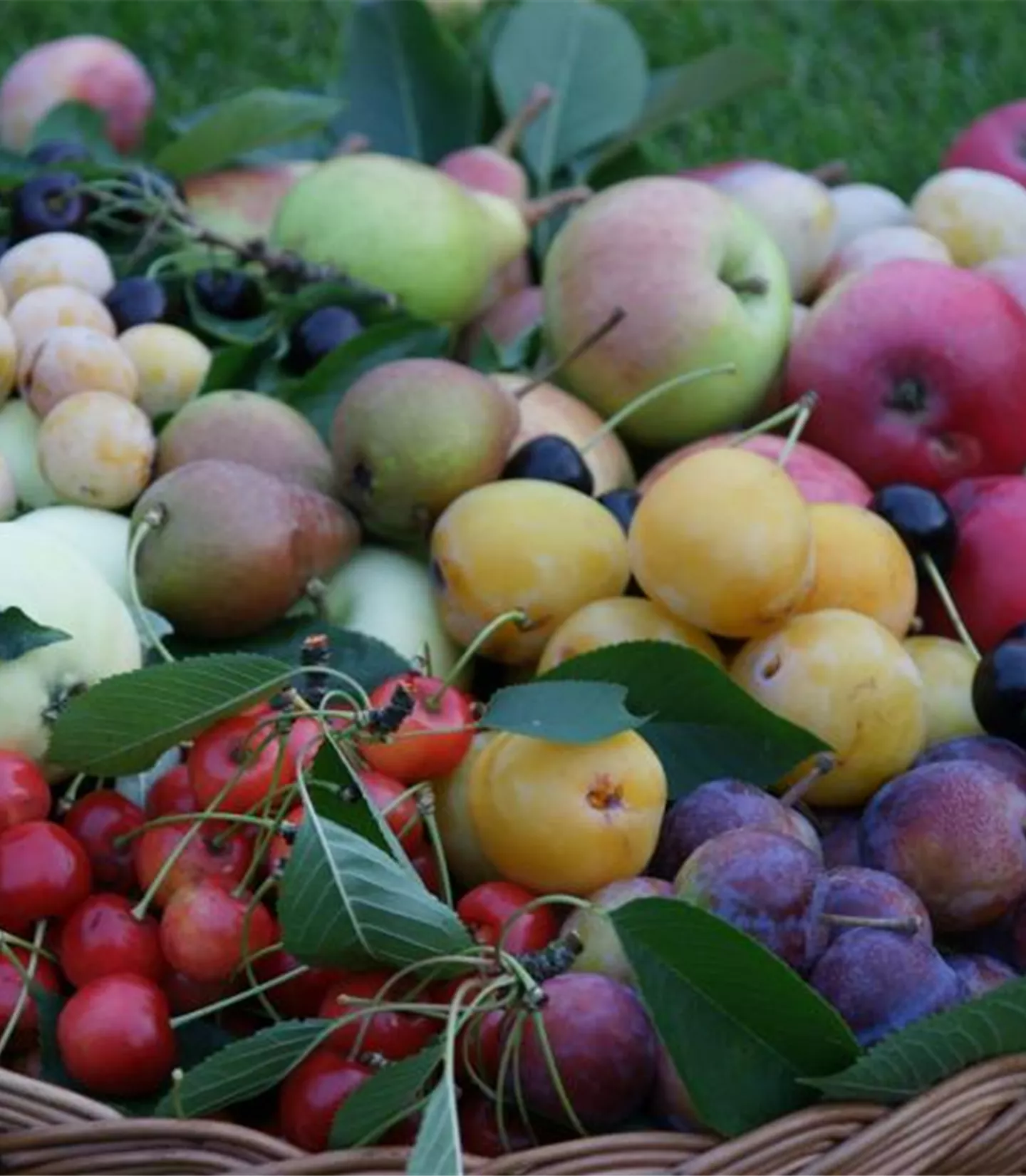 Obst und Beeren Obst und Beeren