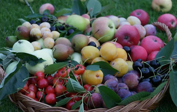 Lösungen_Nutzgarten_Obst_und_Beeren.jpg