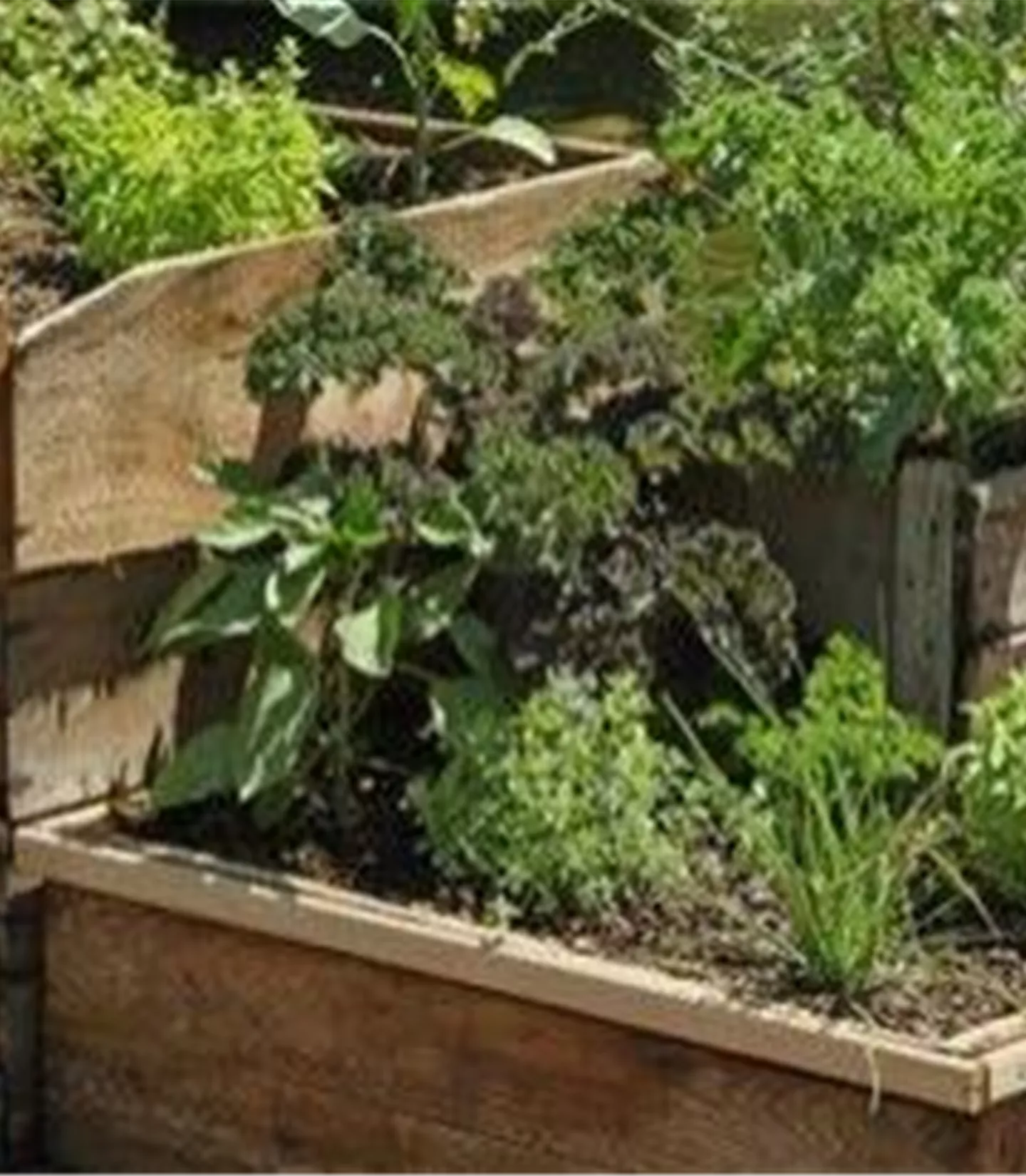 Frische Kräuter Frische Kräuter