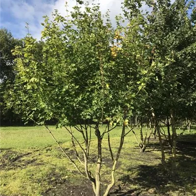 im Container 175 - 200 - Feldahorn - Acer campestre Schirmform