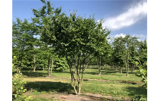 Cornus mas Schirmform