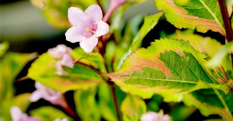 Achat d'arbustes à feuilles caduques pour le jardin