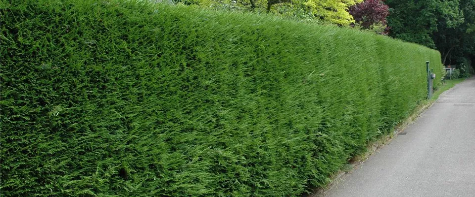 Soyez toujours à jour lorsque vous achetez des plantes de haies