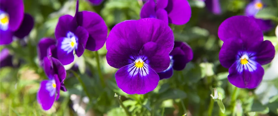 Soyez toujours à jour avec la newsletter de Bauer Baumschulen lorsque vous achetez des plantes vivaces