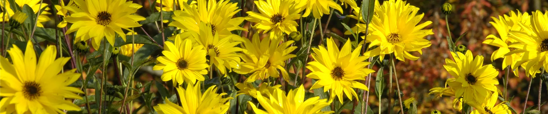 Helianthus atrorubens
