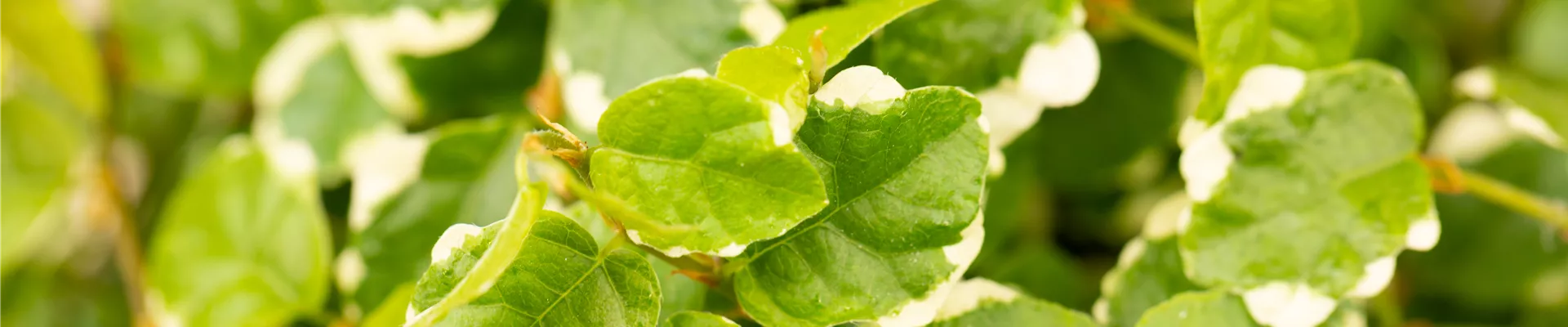 GS650772.jpg GS650772.jpg