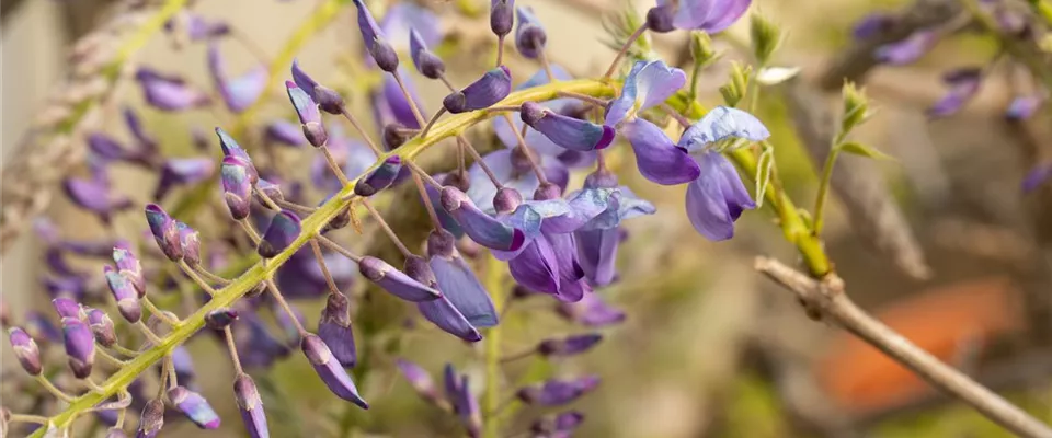 Soyez toujours à jour lorsque vous achetez des plantes grimpantes